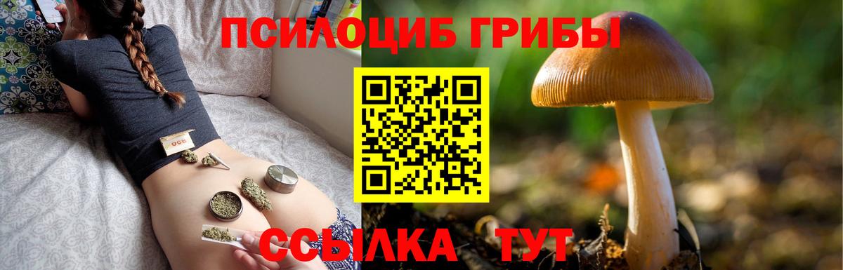 Псилоцибиновые грибы Psilocybe Саров
